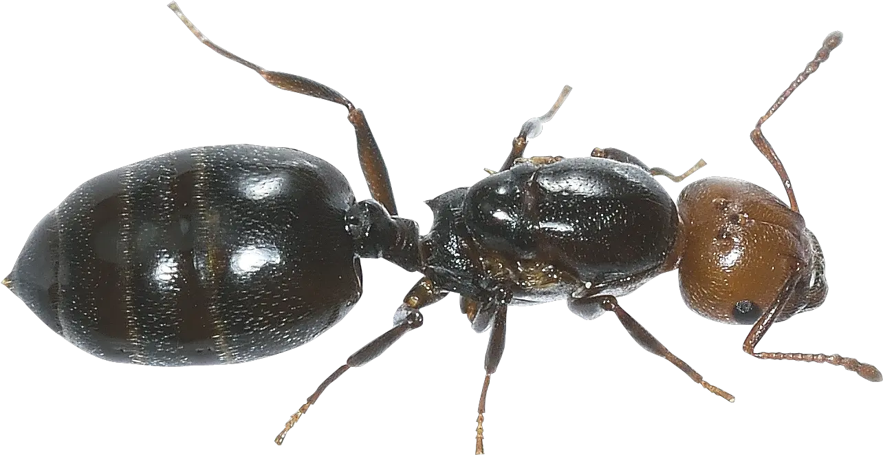 Pin Ant Images Hd Png Ants Png