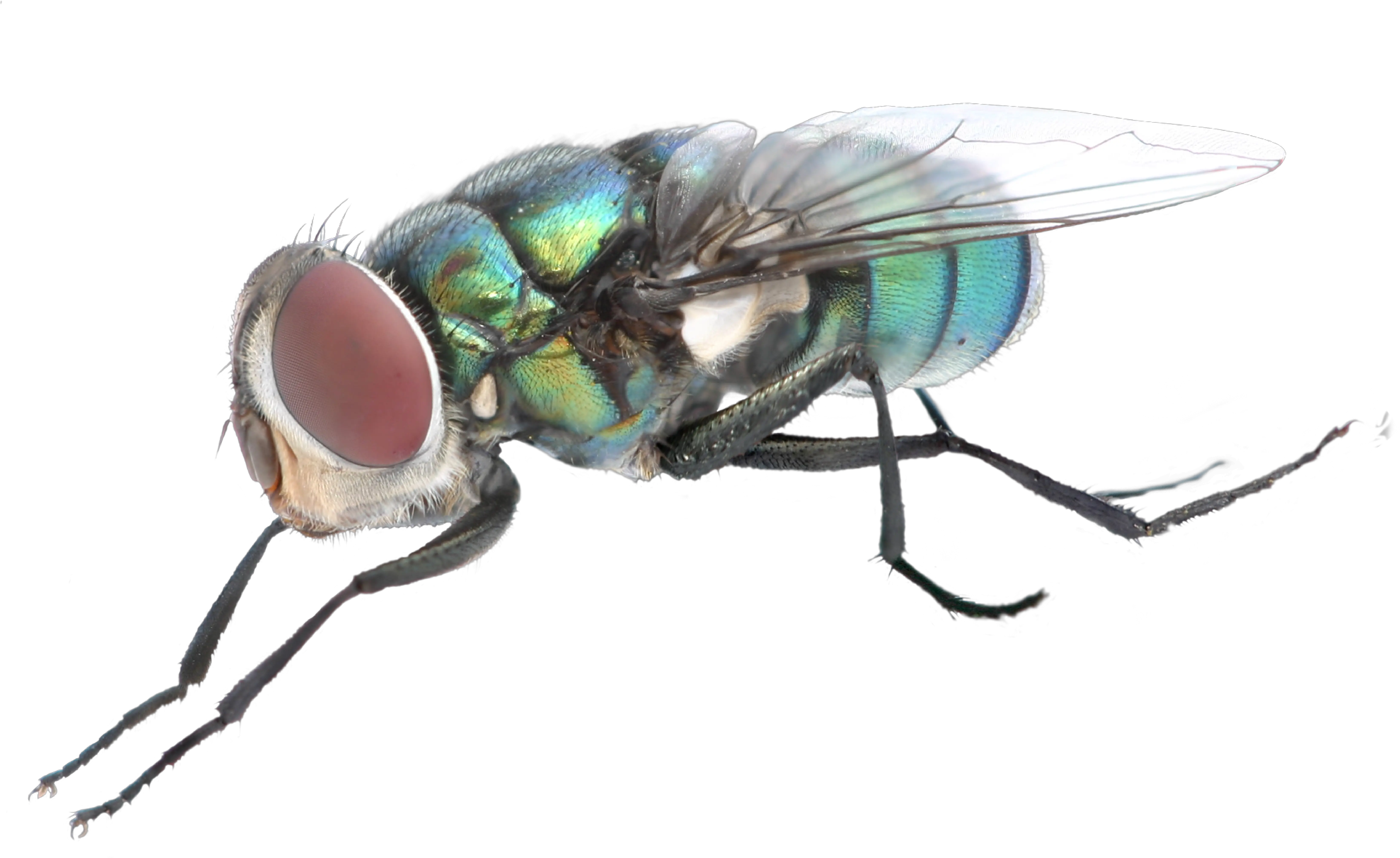 Fly Png Background Image Olhos Tem Uma Mosca Fly Png