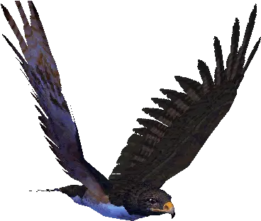 Bald Eagle Gif Transparent 7 Images Download Birds In Flight Png Bald Eagle Transparent