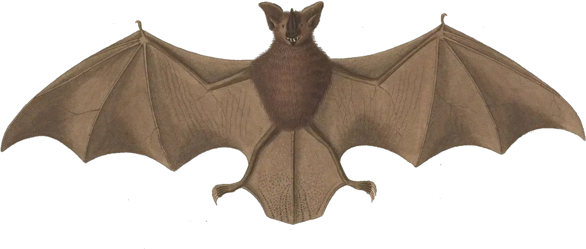 Long Legged Bat Wikipedia Little Brown Bat Image Public Domain Png Bats Transparent