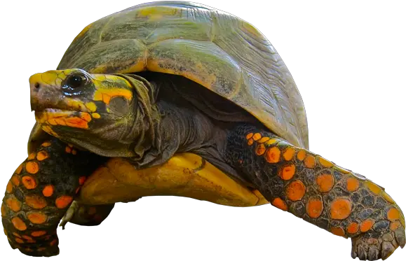 Turtle Transparent Background Image Free Png Images Transparent Background Turtles Gif Giraffe Transparent Background