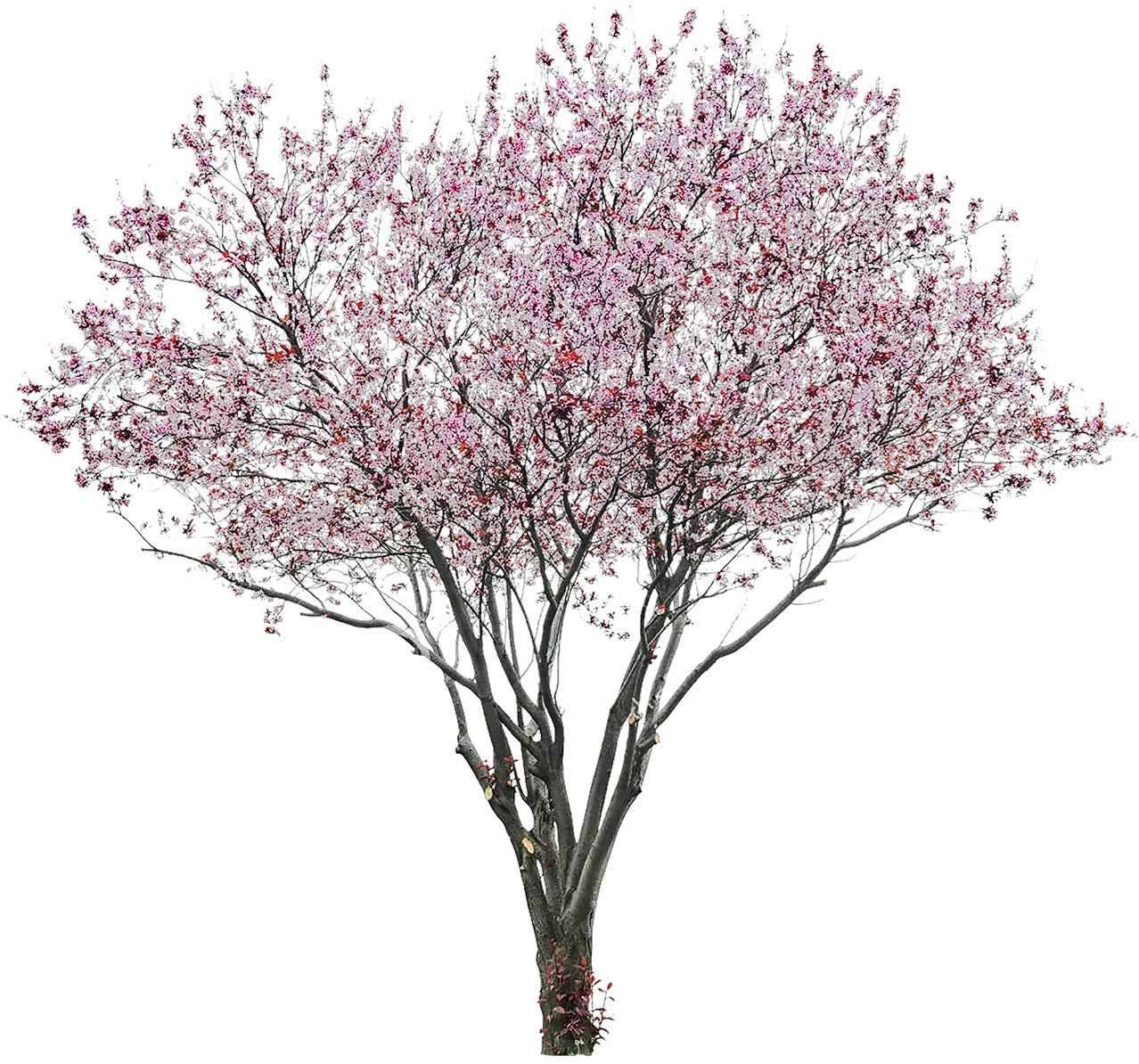 Sakura Png Alpha Channel Clipart Images Cherry Blossom Tree Png Sakura Png