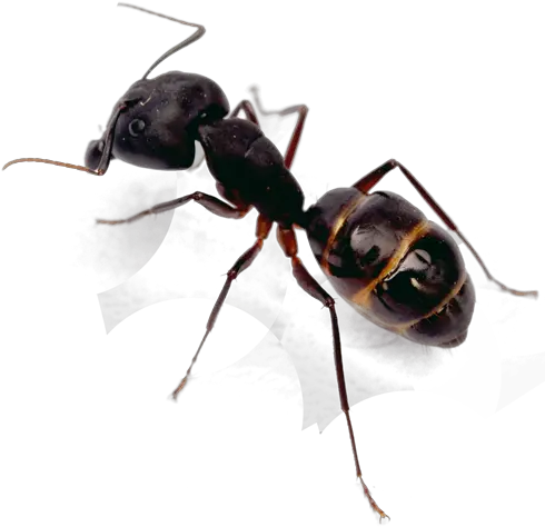 Ant Control Top Rated Exterminator San Diego Pest Management Isolated Ant Png Ant Png