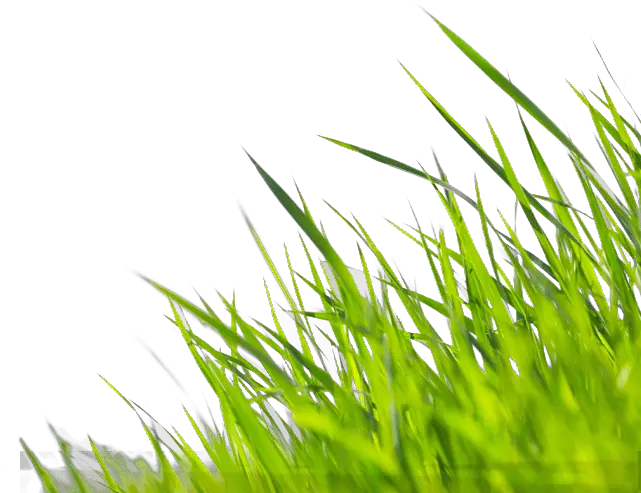 Buck And Sons Landscape Service Columbus Landscaping Wallpaper Png Fountain Grass Png