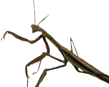 Download Mosquito Close Up Transparent Png Stickpng Insect Walking Stick Transparent Background Mosquito Transparent