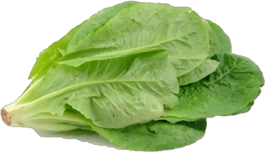 Batch 5 Romaine Lettuce U2014 Vfarm Png Lettuce Png