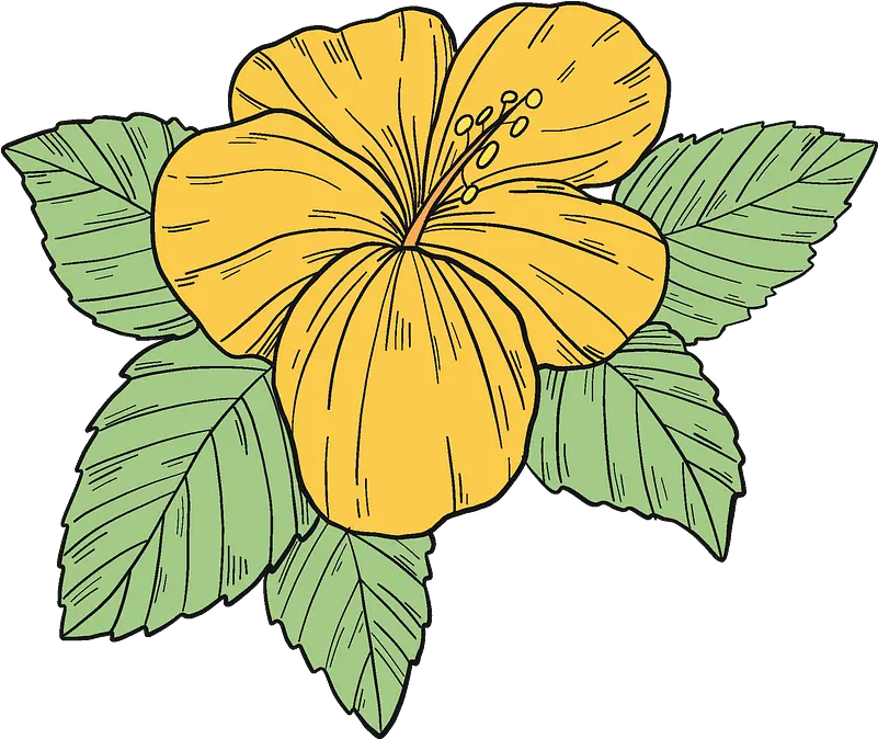 Yellow Hibiscus Flower Clipart Free Download Transparent Hawaiian Hibiscus Png Hibiscus Png