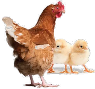Hen Png Clipart All Chicken And Chicks Png Chicken Png