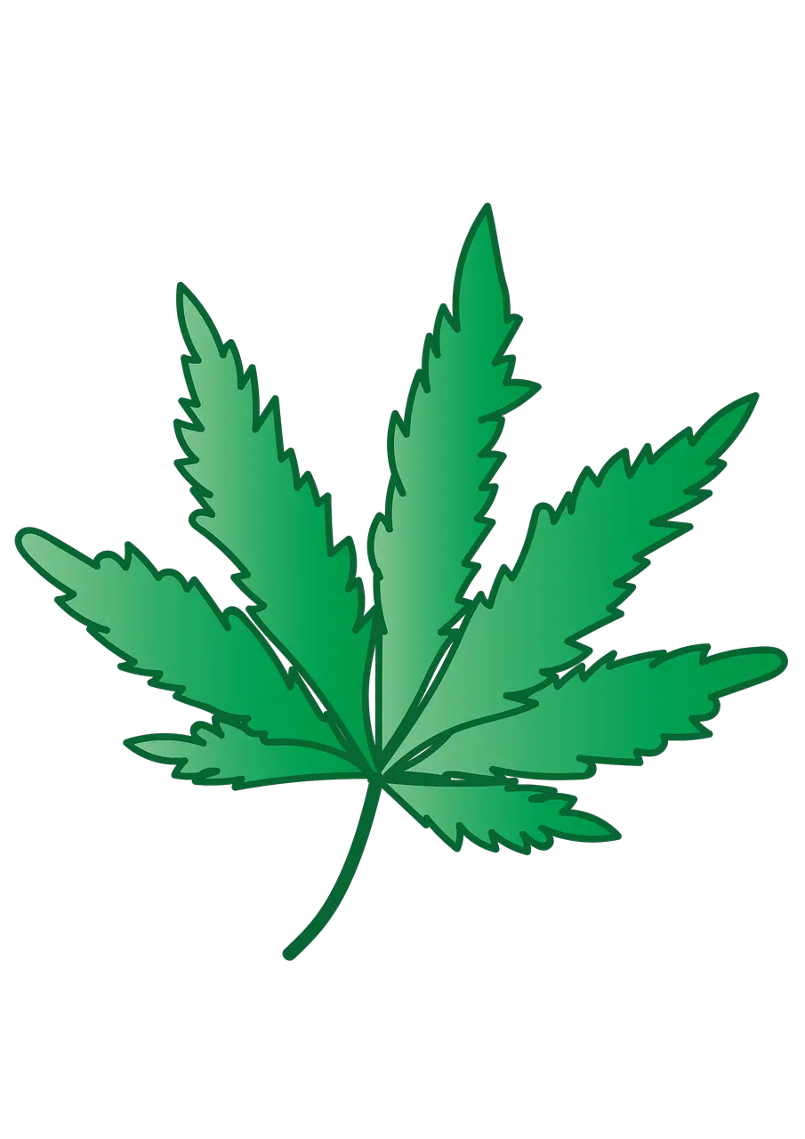 Cannabis Marijuana Grass Free Image On Pixabay Maconha Png Marijuana Plant Png