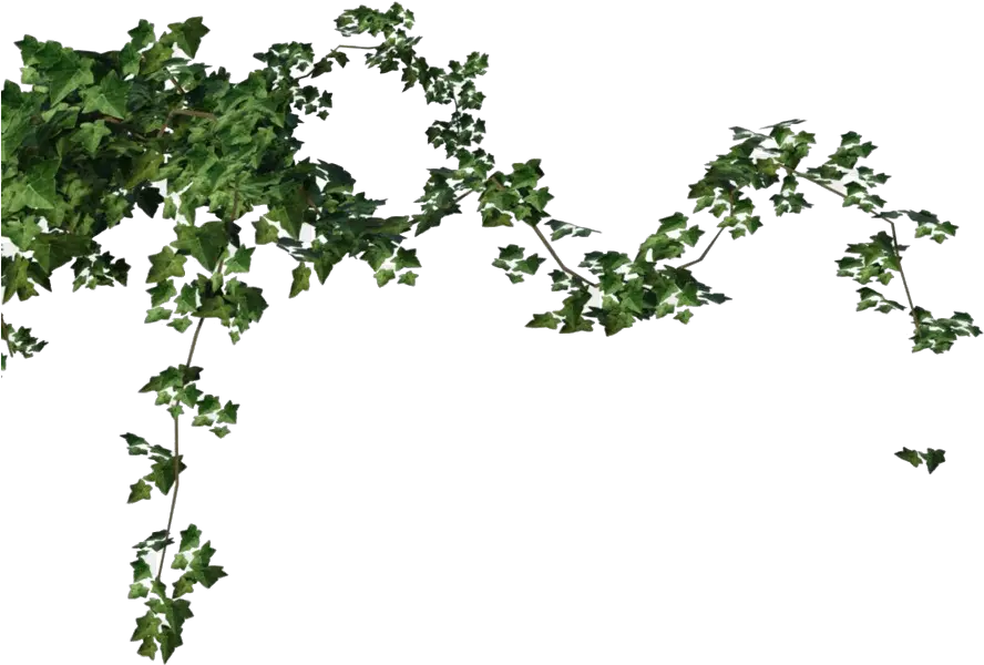 Ivy Vine Png Free Download Mart Ivy Png Ivy Png