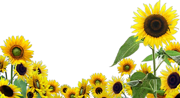 Sunflower Png Images