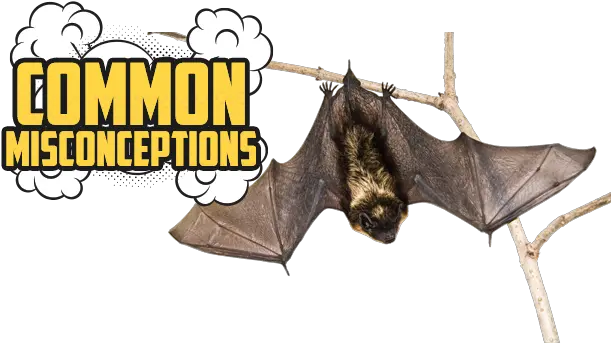 Canadian Wildlife Federation Whatu0027s Putting Bats Hanging Bat Wings Open Png Bat Transparent