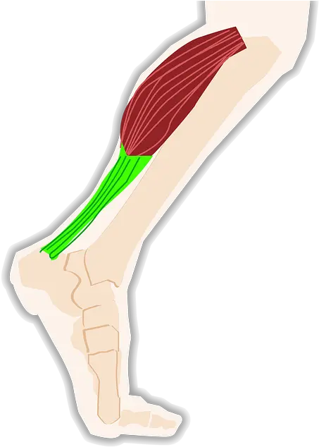Triceps Calf Tendon Pain In Calf Walking Uphill Png Leg Png