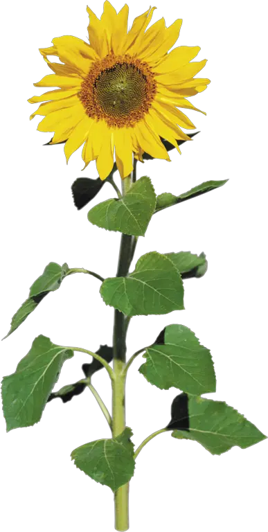 Sunflower Png Vector