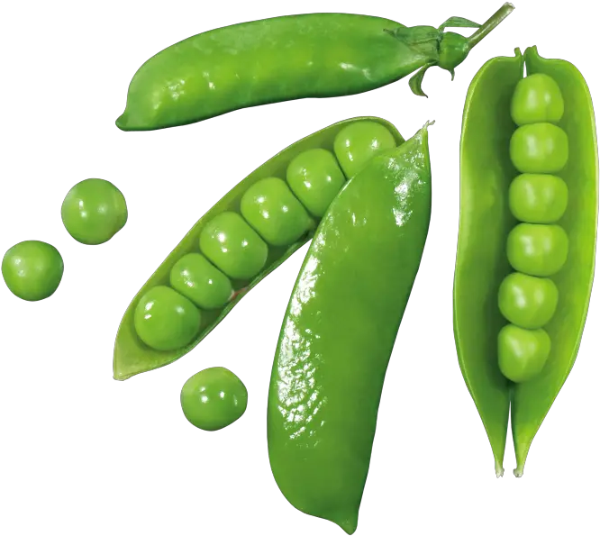 Download Hd Pea Green Pea Transparent Png Image Nicepngcom Green Pea Png