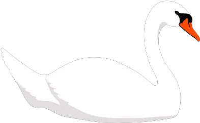 Download Swanpngtransparentimagestransparentbackgrounds Swan Png Icon Swan Png