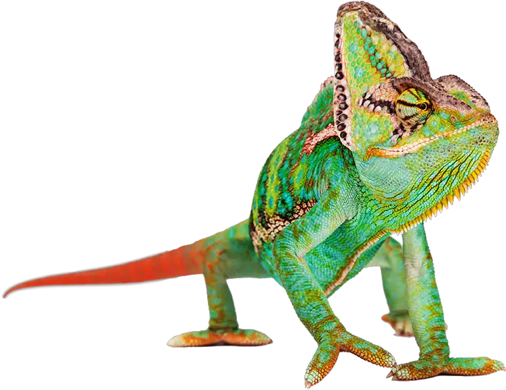 Common Chameleon Portable Network Graphics Png Chameleon Png