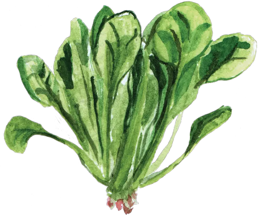 Spinach Spinach Watercolor Png Spinach Png