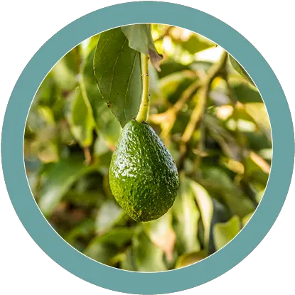 Ripe Horticulture Hass Avocado Png Avocado Png