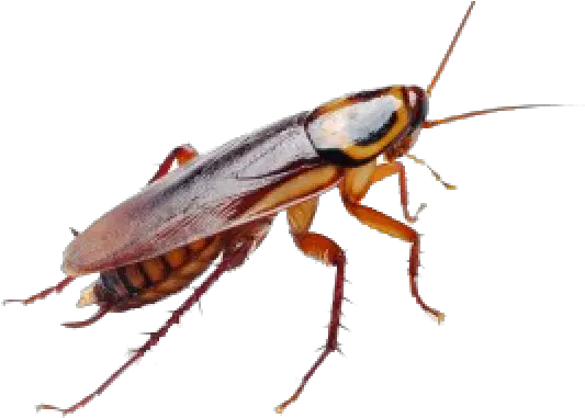 Roach Png Free Download 15 Images Roaches Bugs Cockroach Png