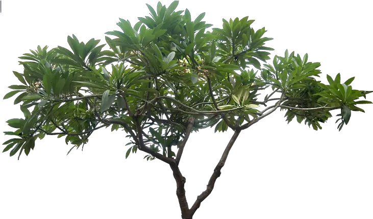Jungle Tree Picture Hq Png Image Transparent Jungle Trees Png Jungle Png