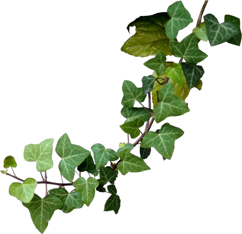 Poison Ivy Plant Drawing Transparent Poison Ivy Png Ivy Png