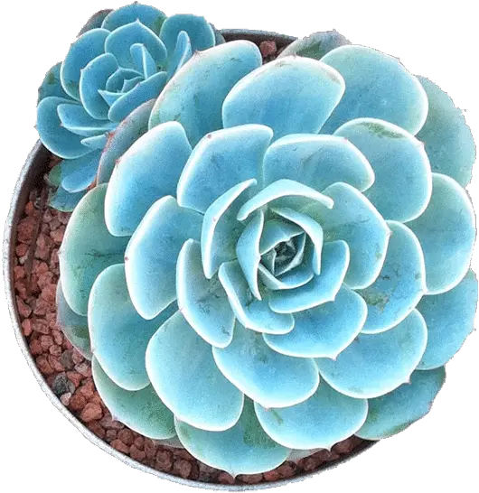 Succulent Pictorial Guide Succulent Plant Png Succulent Png