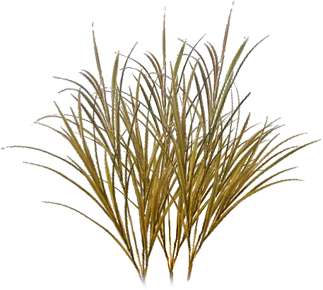 Grass Texture Png Picture Transparent Background Dry Grass Png Tall Grass Png