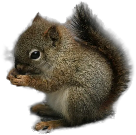 Squirrel Rodent Chipmunk Animal Chipmunk Squirrel Transparent Background Png Squirrel Transparent Background