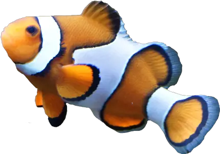 Clown Fish Transparent Background Free Png Images Clown Fish Clear Background Fish Png Transparent
