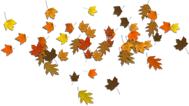 Download Hd Falling Autumn Leaves Png Clear Background Autumn Leaf Png Autumn Leaves Png