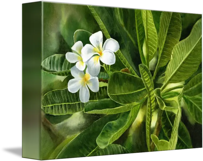 Plumeria Leaves By Sharon Freeman Plumeria Leaves Png Plumeria Png