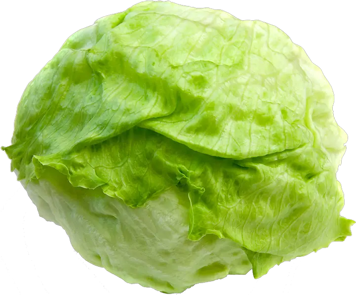 Lettuce Clipart Slice Picture Iceberg Lettuce Png Lettuce Png