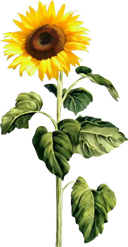 Sunflower Png Background