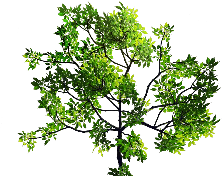 Green Leaves Tree Branch Png Stock Tree With Leaves Png Branch Png