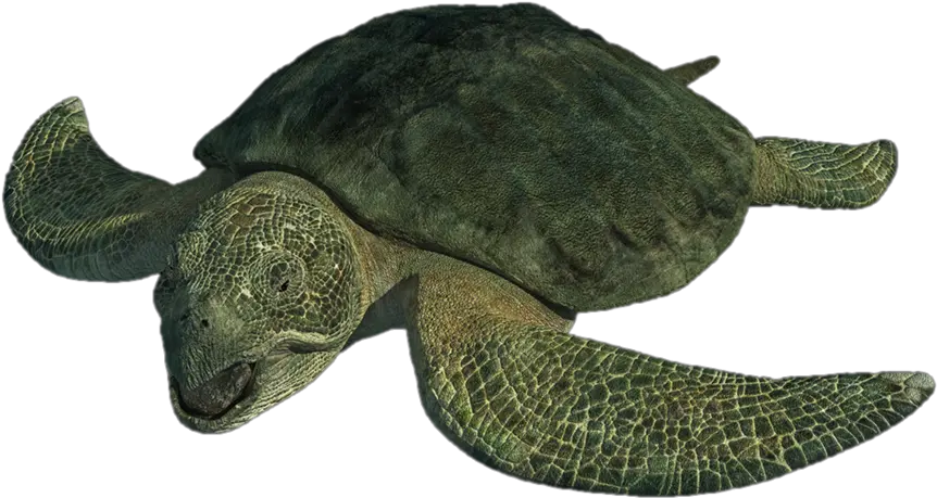 Png Download Image Archelon Png Turtle Png