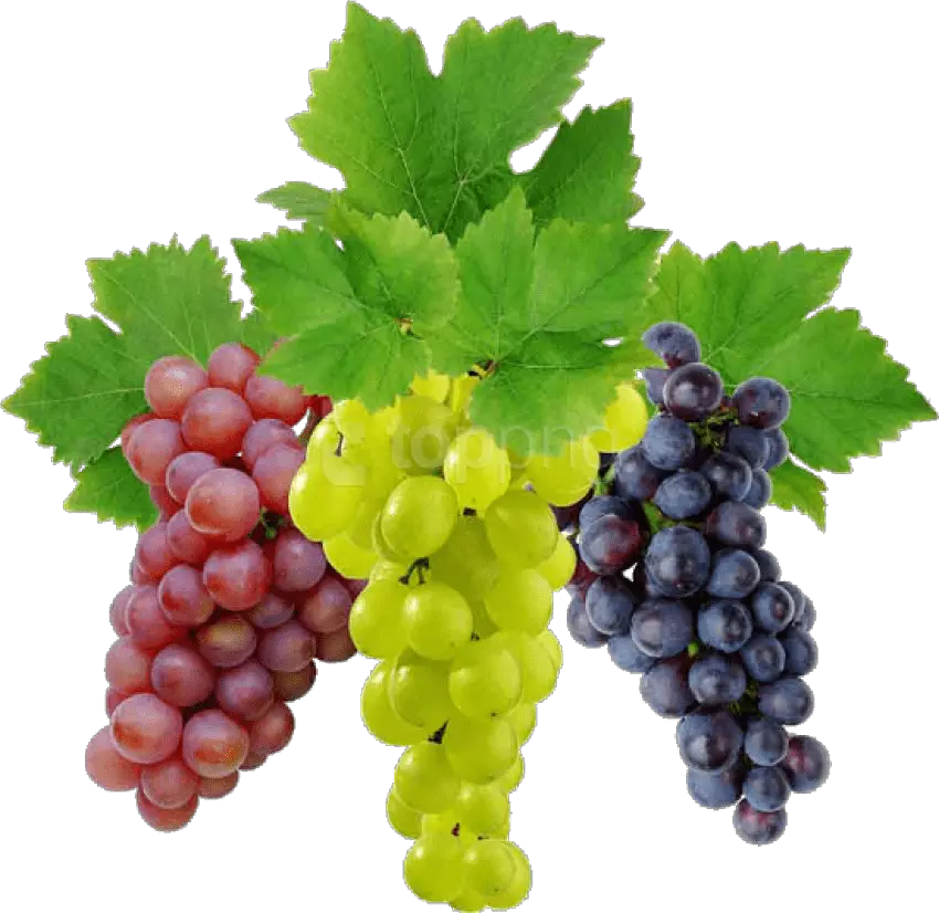 Grape Png Image Download Free Picture Grapes Png Grape Png