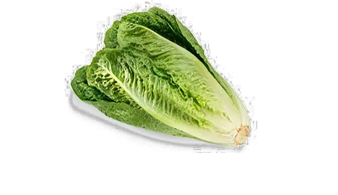 Romaine Lettuce Png Download Image Romaine Lettuce Lettuce Png