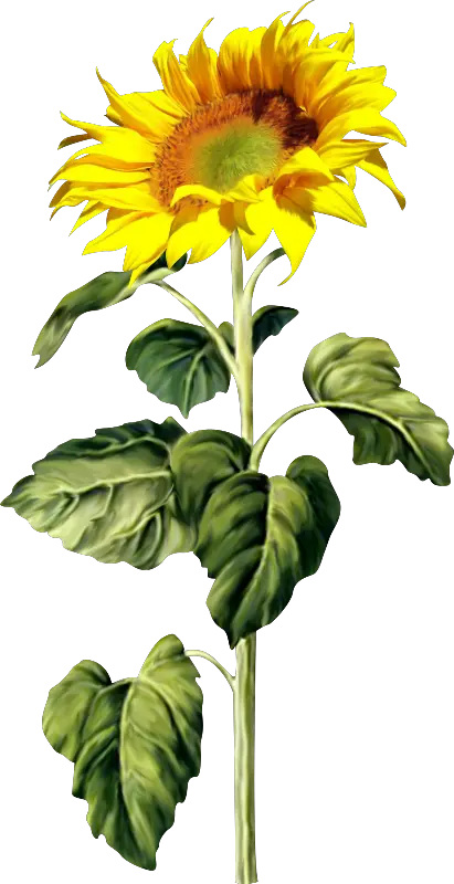 Sunflower Petals Png