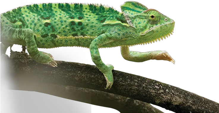 Common Chameleon Png Image With No Common Chameleon Chameleon Png