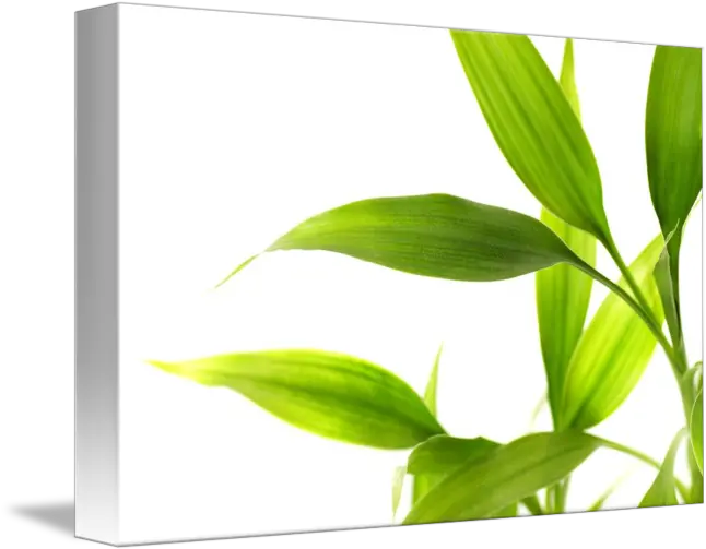 Bamboo Leaves Isolated By Leaf Png Bamboo Leaves Png