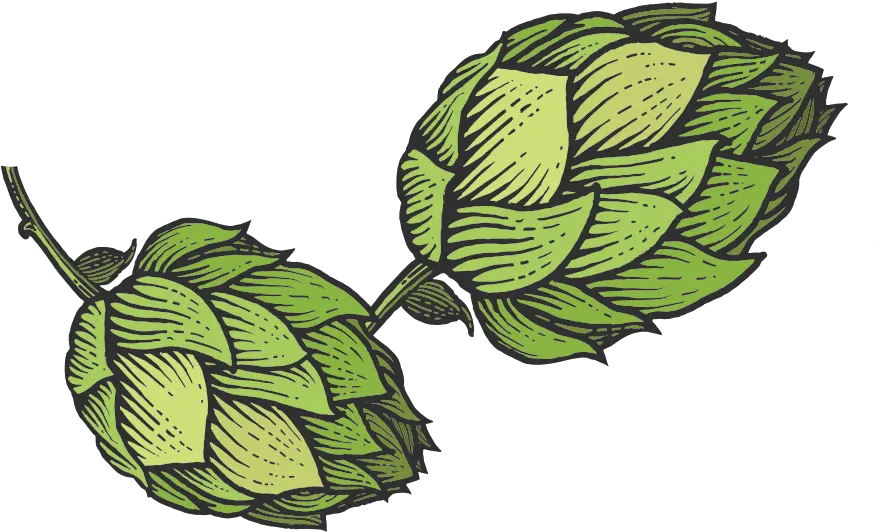 Hop Sketch Transparent Png Hops Png Hops Png