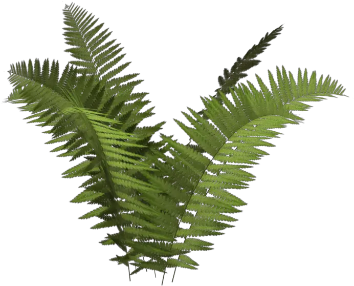 Transparent Fern Background Picture Fern Png Fern Png