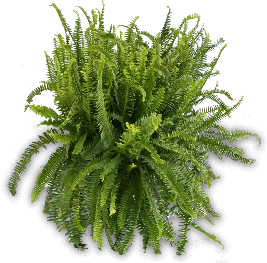 10in Kimberly Queen Fern Fern Png Fern Png