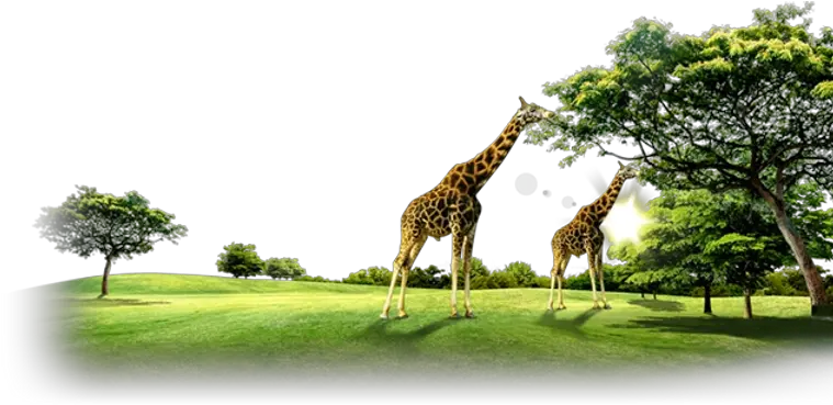 Fullscreen Page Wixtest Lawn Png Giraffe Transparent