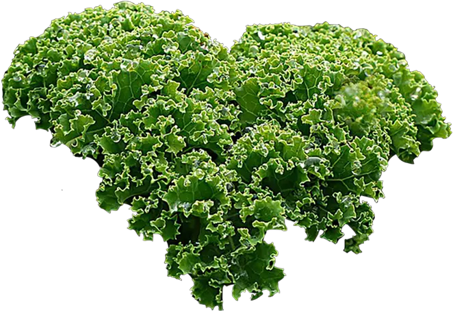 Vegetable Plant Png Kale Kale Png
