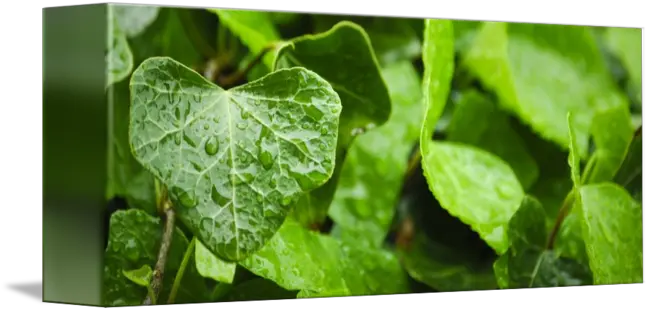 Ivy Leaf By Henryg Plant Pathology Png Ivy Leaf Png