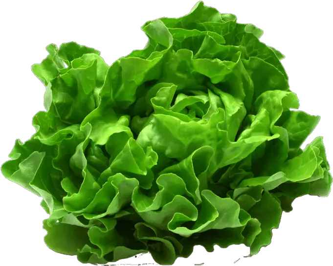 Lettuce Themealdb Lettuce Eton Png Lettuce Png