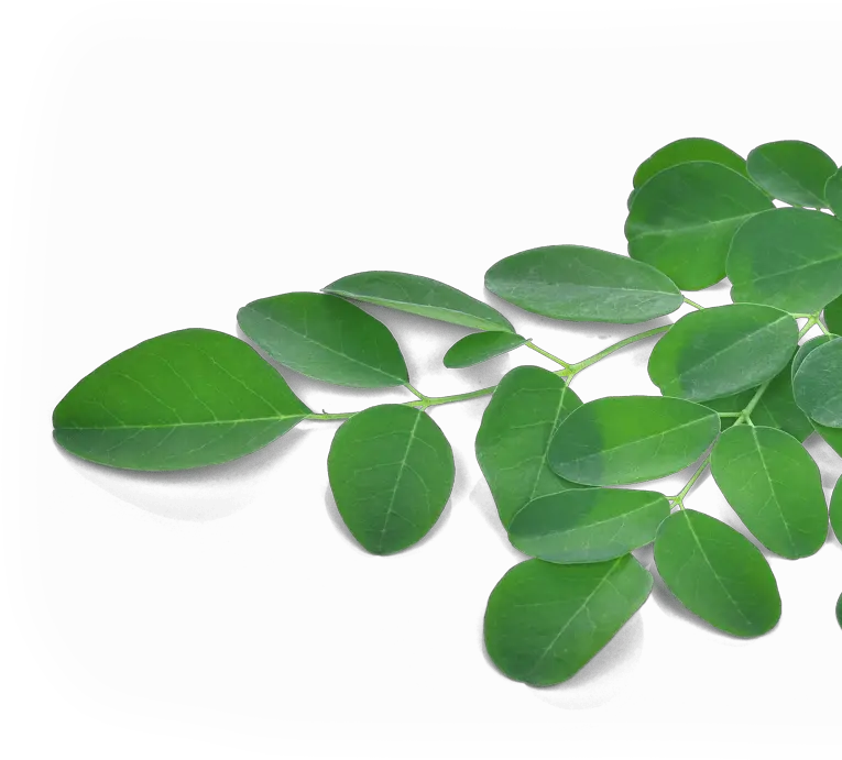 Moringa Oleifera 90 Caps Moringa Oleifera Leaf Png Leafs Png