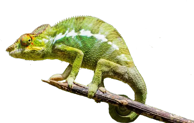 Chameleon Rogue Chameleons Png Chameleon Png